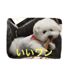ひとことメッセージ 犬バージョン part1（個別スタンプ：4）