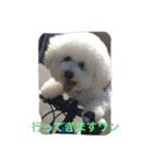 ひとことメッセージ 犬バージョン part1（個別スタンプ：5）