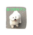 ひとことメッセージ 犬バージョン part1（個別スタンプ：8）