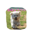 ひとことメッセージ 犬バージョン part1（個別スタンプ：11）