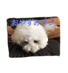 ひとことメッセージ 犬バージョン part1（個別スタンプ：12）
