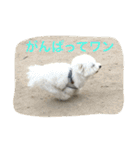 ひとことメッセージ 犬バージョン part1（個別スタンプ：13）