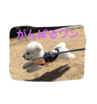 ひとことメッセージ 犬バージョン part1（個別スタンプ：14）