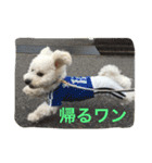 ひとことメッセージ 犬バージョン part1（個別スタンプ：16）