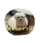ひとことメッセージ 犬バージョン part1（個別スタンプ：17）