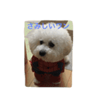 ひとことメッセージ 犬バージョン part1（個別スタンプ：20）
