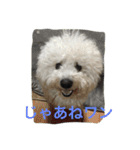 ひとことメッセージ 犬バージョン part1（個別スタンプ：21）
