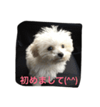 ひとことメッセージ 犬バージョン part1（個別スタンプ：28）