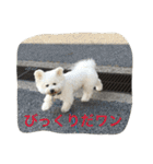 ひとことメッセージ 犬バージョン part1（個別スタンプ：29）