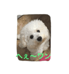 ひとことメッセージ 犬バージョン part1（個別スタンプ：30）