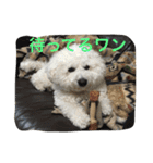 ひとことメッセージ 犬バージョン part1（個別スタンプ：32）