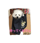 ひとことメッセージ 犬バージョン part1（個別スタンプ：33）