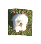 ひとことメッセージ 犬バージョン part1（個別スタンプ：34）