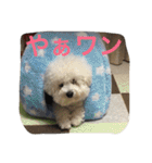 ひとことメッセージ 犬バージョン part1（個別スタンプ：35）