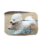 ひとことメッセージ 犬バージョン part1（個別スタンプ：37）
