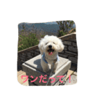 ひとことメッセージ 犬バージョン part1（個別スタンプ：39）