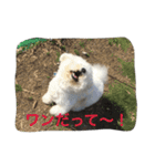 ひとことメッセージ 犬バージョン part1（個別スタンプ：40）