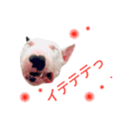 仲良し3兄弟犬（個別スタンプ：6）