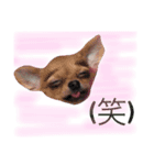 仲良し3兄弟犬（個別スタンプ：7）