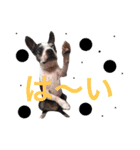 仲良し3兄弟犬（個別スタンプ：10）