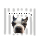 仲良し3兄弟犬（個別スタンプ：11）