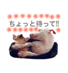 仲良し3兄弟犬（個別スタンプ：12）