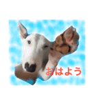 仲良し3兄弟犬（個別スタンプ：13）