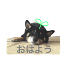 こまめ122（個別スタンプ：1）