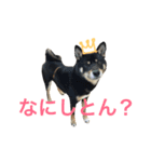 こまめ122（個別スタンプ：3）