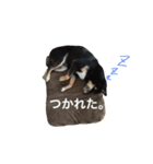 こまめ122（個別スタンプ：6）