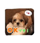 てくてくシーズー☆エメちゃん（個別スタンプ：1）