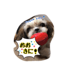 てくてくシーズー☆エメちゃん（個別スタンプ：4）