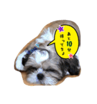 てくてくシーズー☆エメちゃん（個別スタンプ：7）