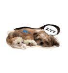 てくてくシーズー☆エメちゃん（個別スタンプ：8）