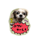 てくてくシーズー☆エメちゃん（個別スタンプ：11）