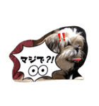 てくてくシーズー☆エメちゃん（個別スタンプ：12）