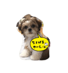 てくてくシーズー☆エメちゃん（個別スタンプ：13）