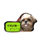 てくてくシーズー☆エメちゃん（個別スタンプ：14）