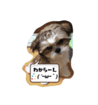 てくてくシーズー☆エメちゃん（個別スタンプ：15）