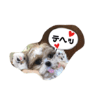 てくてくシーズー☆エメちゃん（個別スタンプ：16）