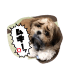 てくてくシーズー☆エメちゃん（個別スタンプ：17）
