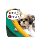 てくてくシーズー☆エメちゃん（個別スタンプ：21）