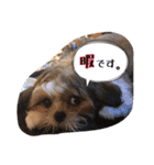 てくてくシーズー☆エメちゃん（個別スタンプ：24）