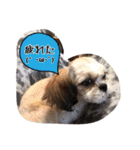 てくてくシーズー☆エメちゃん（個別スタンプ：25）