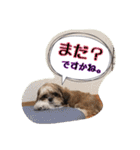 てくてくシーズー☆エメちゃん（個別スタンプ：27）
