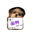 てくてくシーズー☆エメちゃん（個別スタンプ：28）