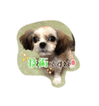 てくてくシーズー☆エメちゃん（個別スタンプ：29）
