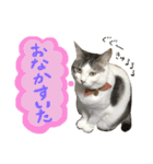 スズセリミジカ2（個別スタンプ：9）