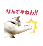 スズセリミジカ2（個別スタンプ：10）