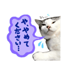 スズセリミジカ2（個別スタンプ：11）
